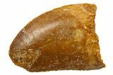 Serrated, Baby Carcharodontosaurus Tooth - Morocco #329864-1